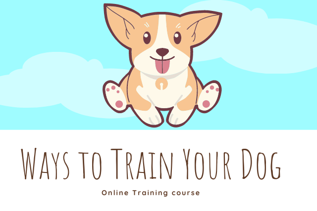 Ways to Train Your Dog | 3 Ways to Train Your Dog with Online courses